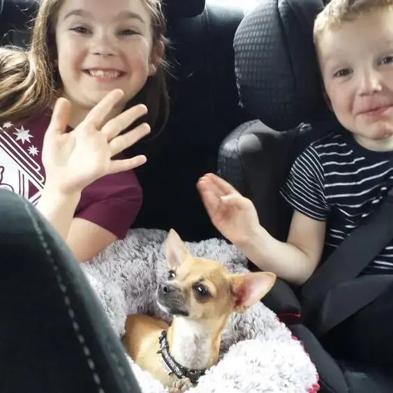 Chihuahua (Smooth Coat)