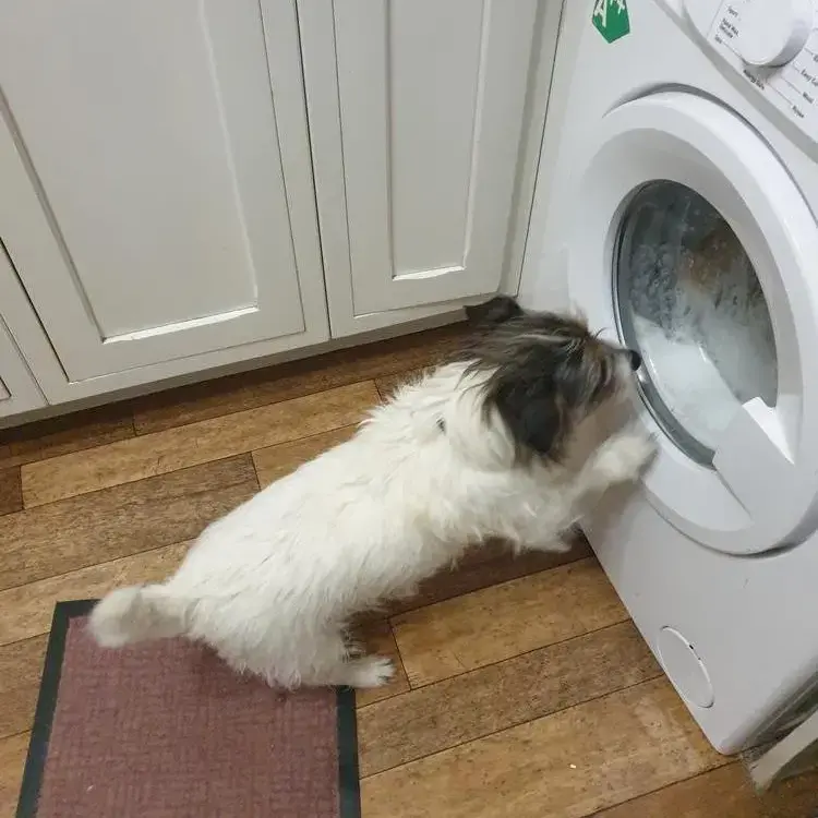 Jack Russell Terrier