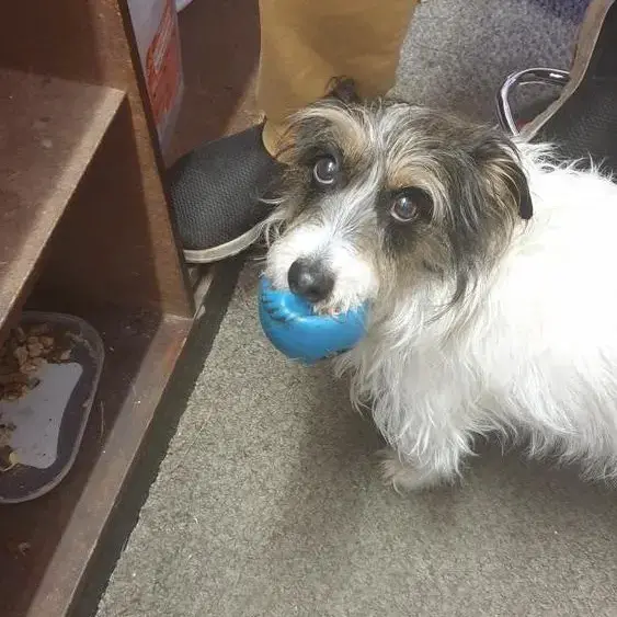 Jack Russell Terrier