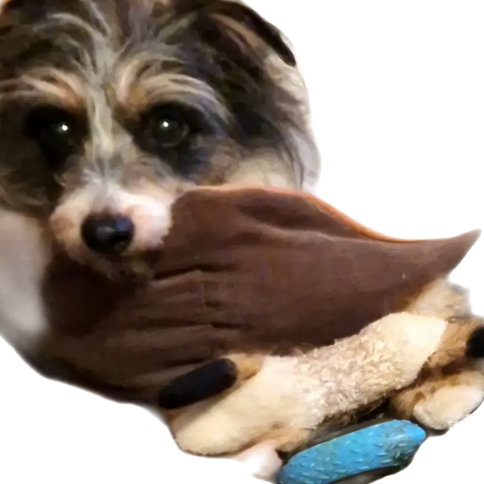 Jack Russell Terrier