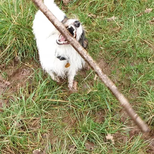 Jack Russell Terrier