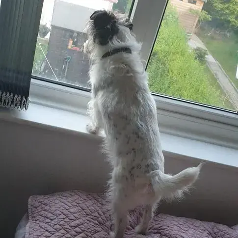 Jack Russell Terrier