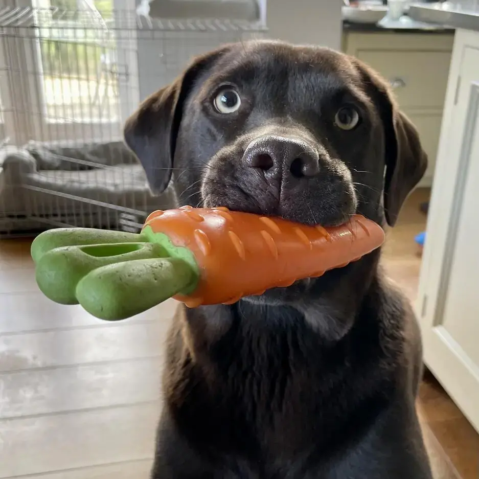Labrador Retriever