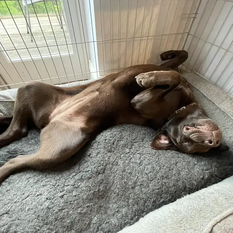Labrador Retriever