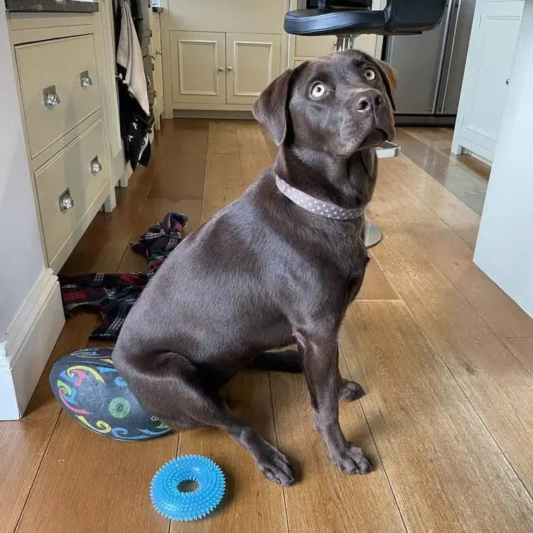 Labrador Retriever