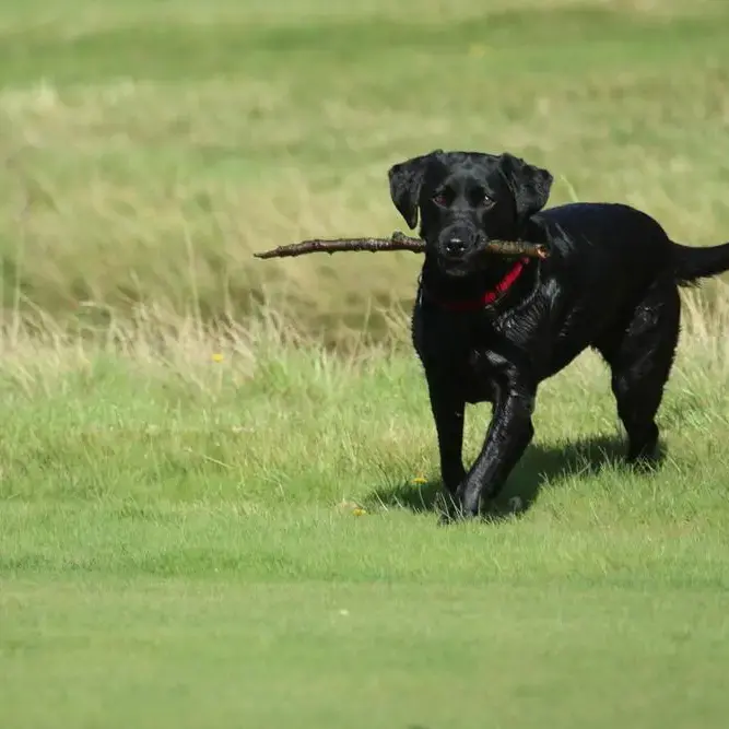 Labrador Retriever