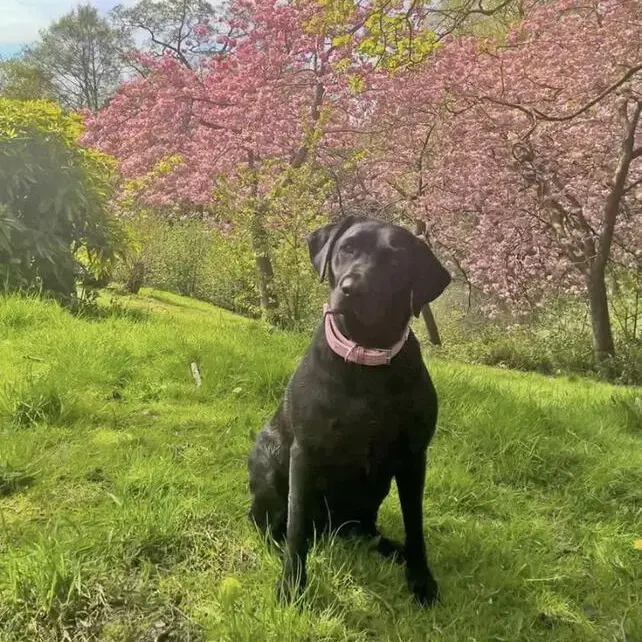 Labrador Retriever