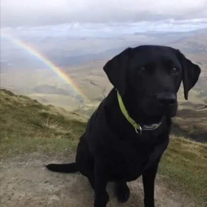 Labrador Retriever