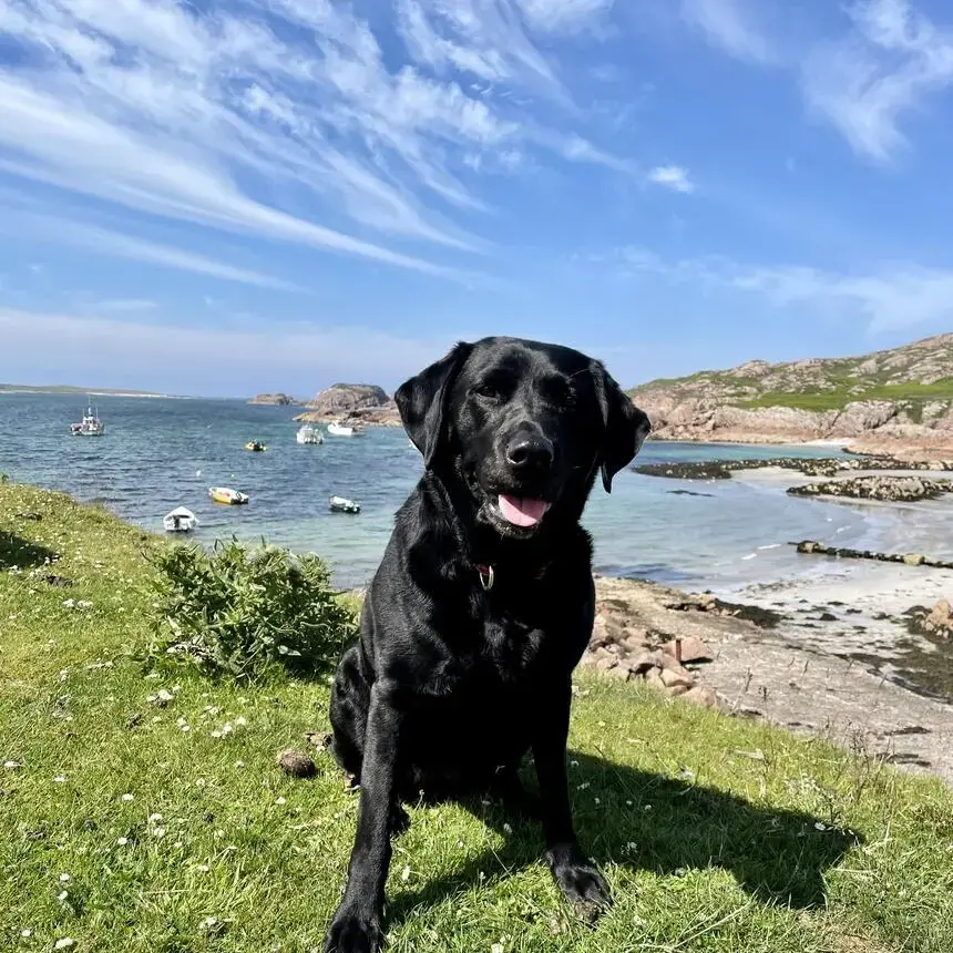Labrador Retriever