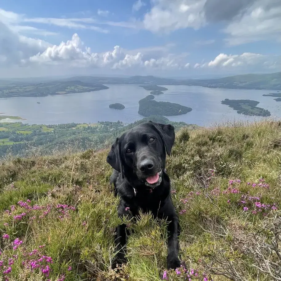 Labrador Retriever