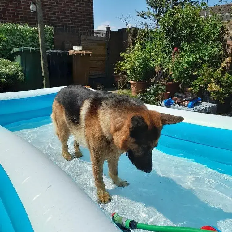 German Shepherd Dog