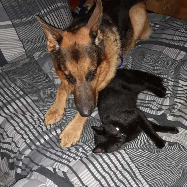 German Shepherd Dog