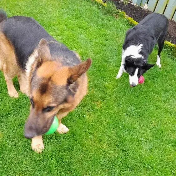 German Shepherd Dog