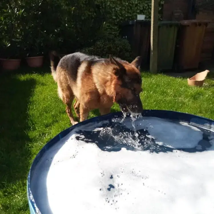 German Shepherd Dog