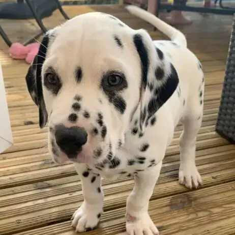 Dalmatian