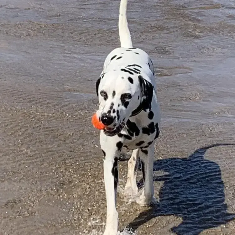 Dalmatian