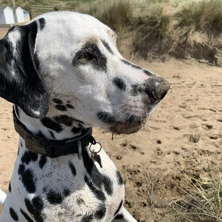 Dalmatian
