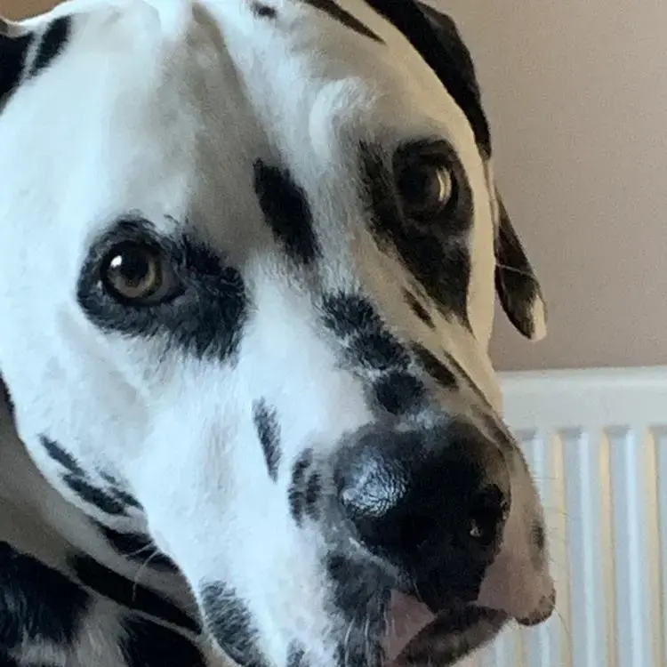 Dalmatian