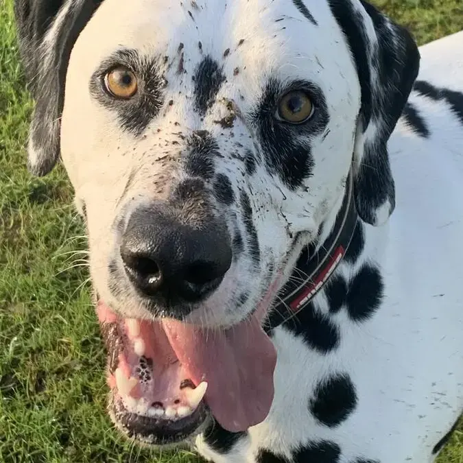 Dalmatian