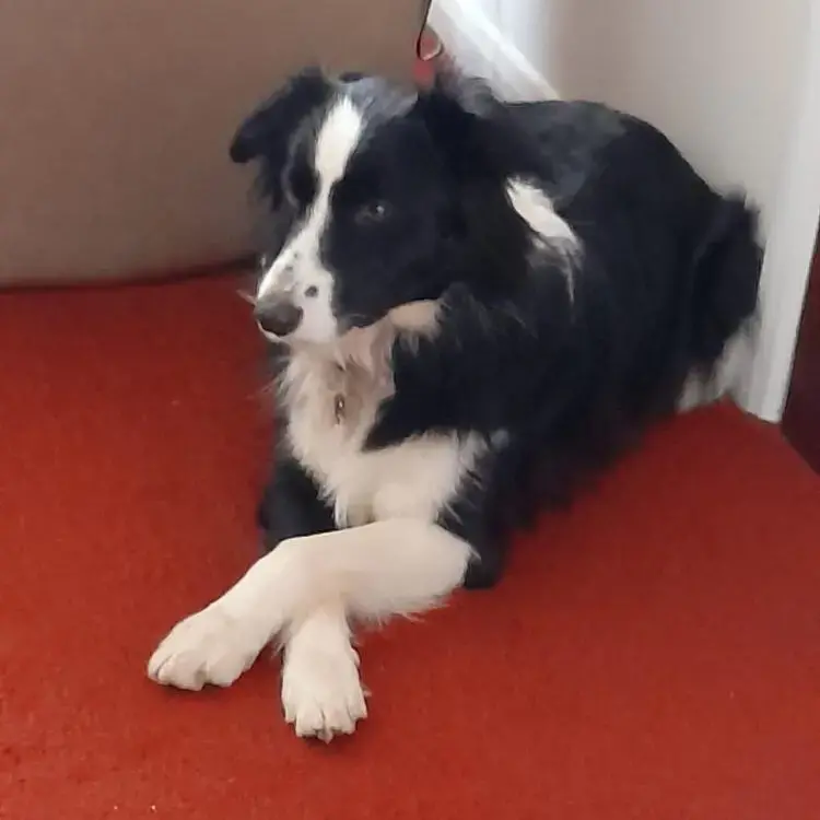 Border Collie