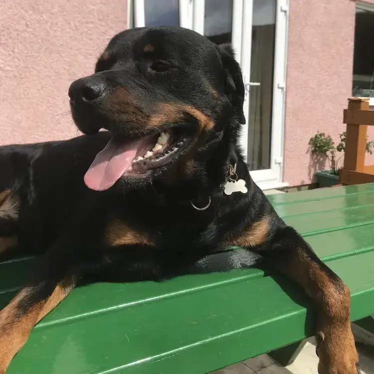Rottweiler