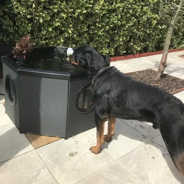 Rottweiler