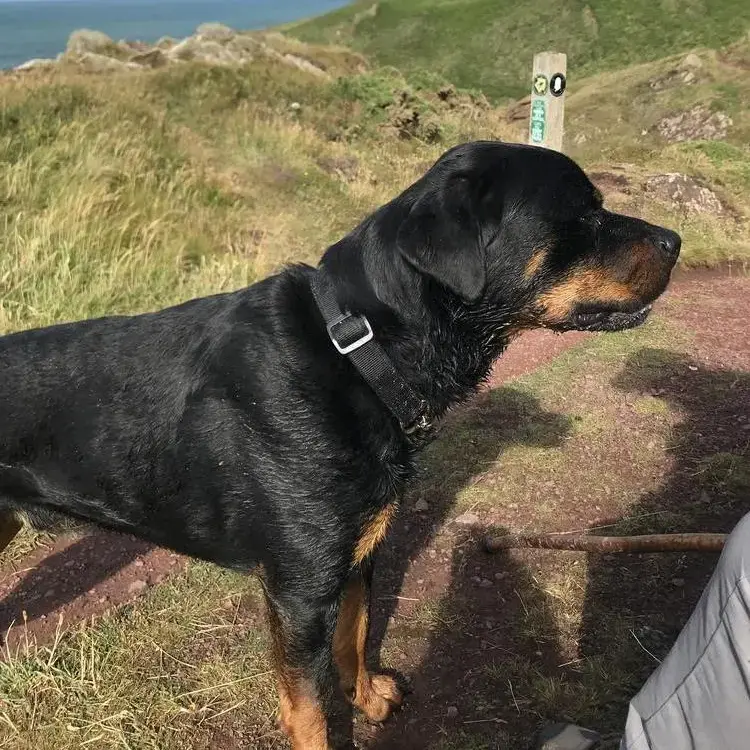 Rottweiler