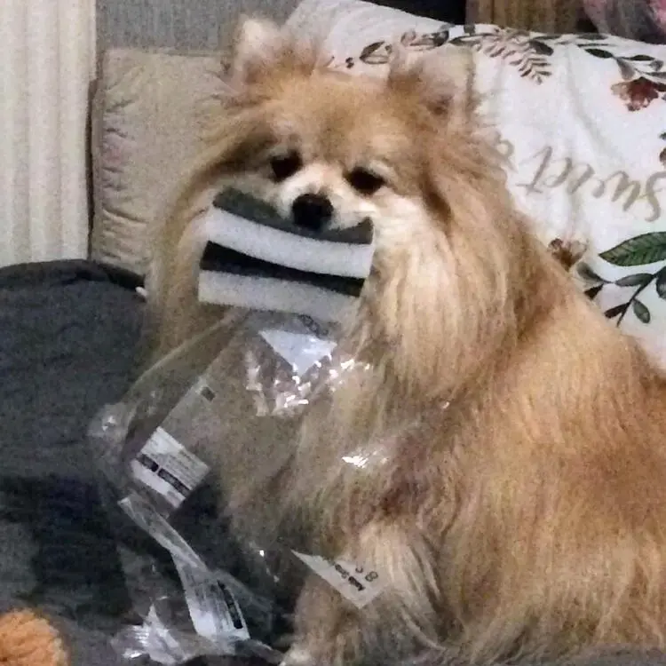 Pomeranian
