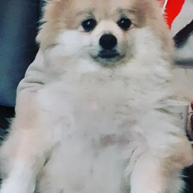 Bow the Pomeranian A Dog Owner s Story Purina UK
