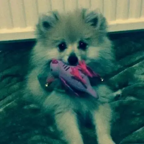Pomeranian