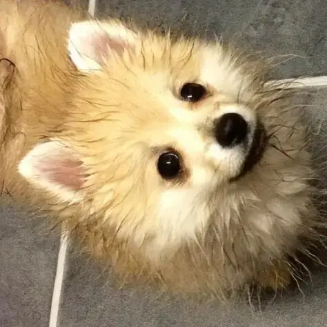 Pomeranian