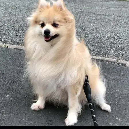 Pomeranian