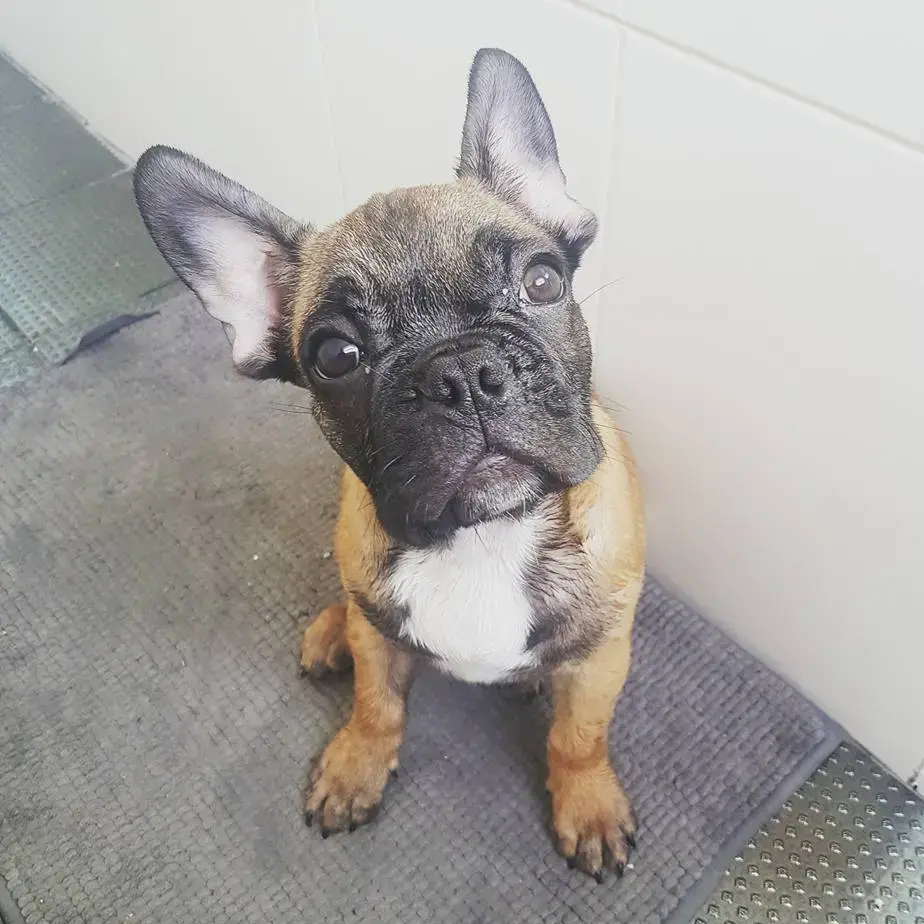 French Bulldog