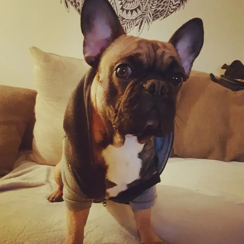 French Bulldog