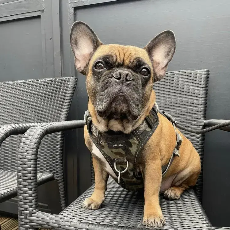 French Bulldog