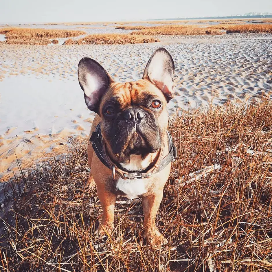 French Bulldog