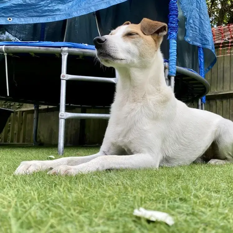 Jack Russell Terrier