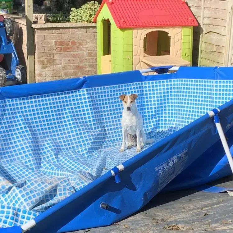 Jack Russell Terrier