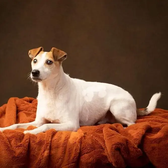 Jack Russell Terrier