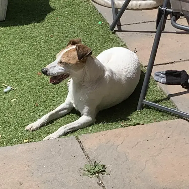 Jack Russell Terrier