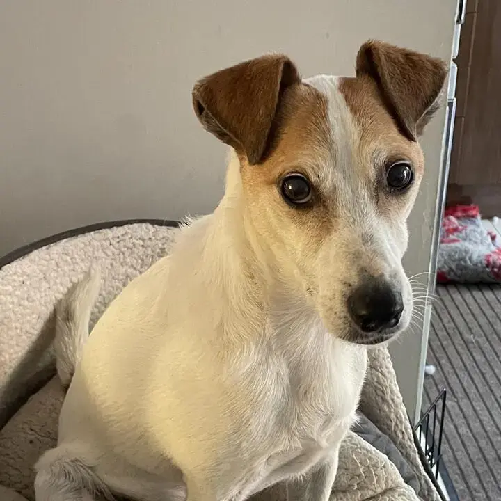 Jack Russell Terrier
