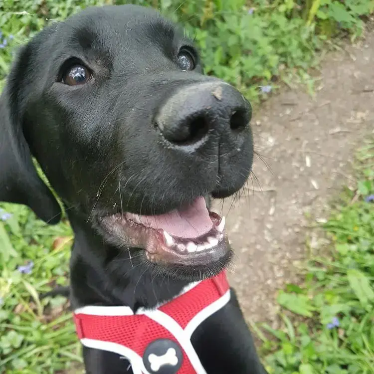 Labrador Retriever