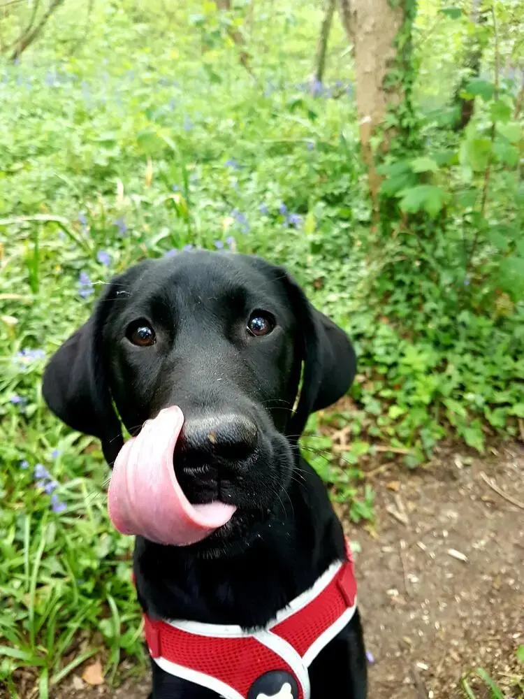 Labrador Retriever