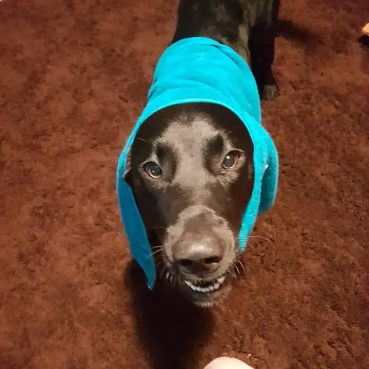 Labrador Retriever