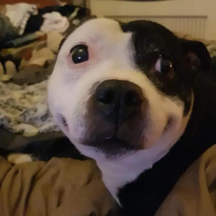 Staffordshire Bull Terrier