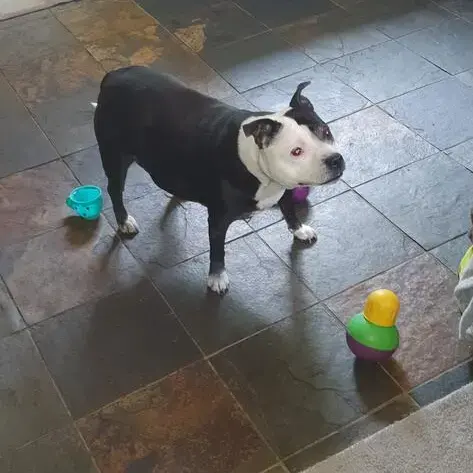 Staffordshire Bull Terrier