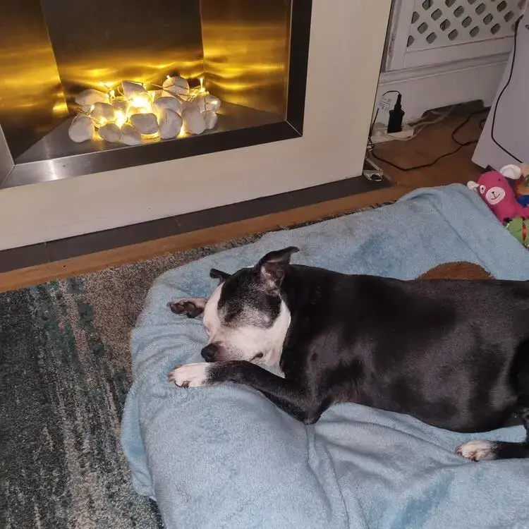 Staffordshire Bull Terrier