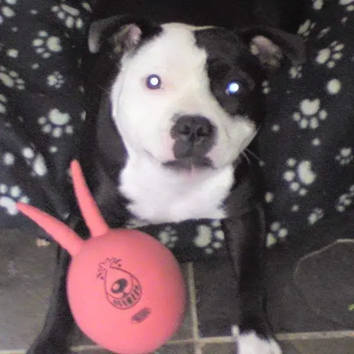 Staffordshire Bull Terrier