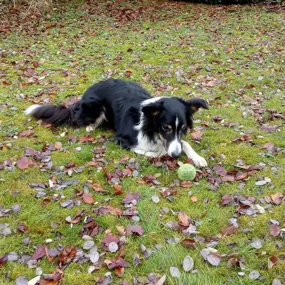 Border Collie
