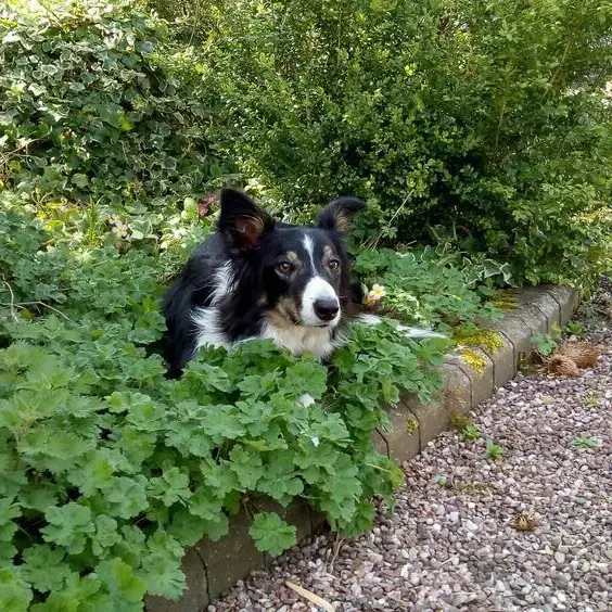Border Collie